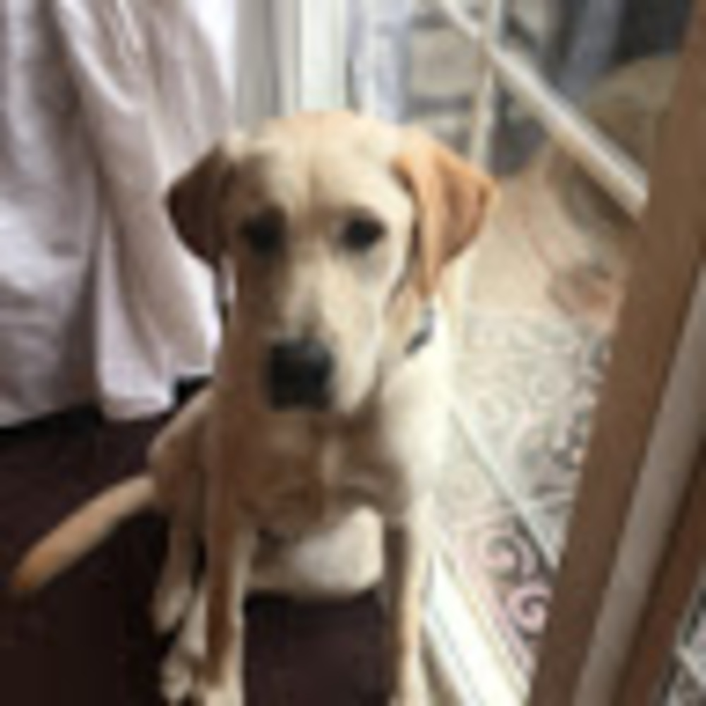 Meet your Posher, Noelle